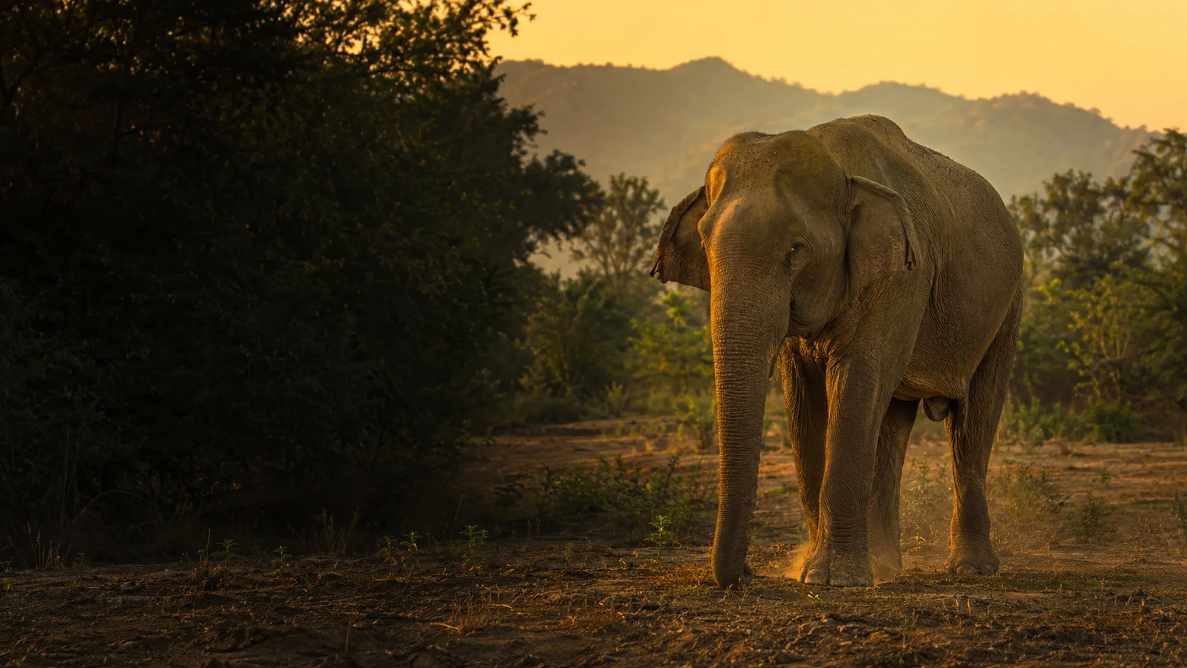 Asian elephant walking through Sri Lankan dry-zone habitat