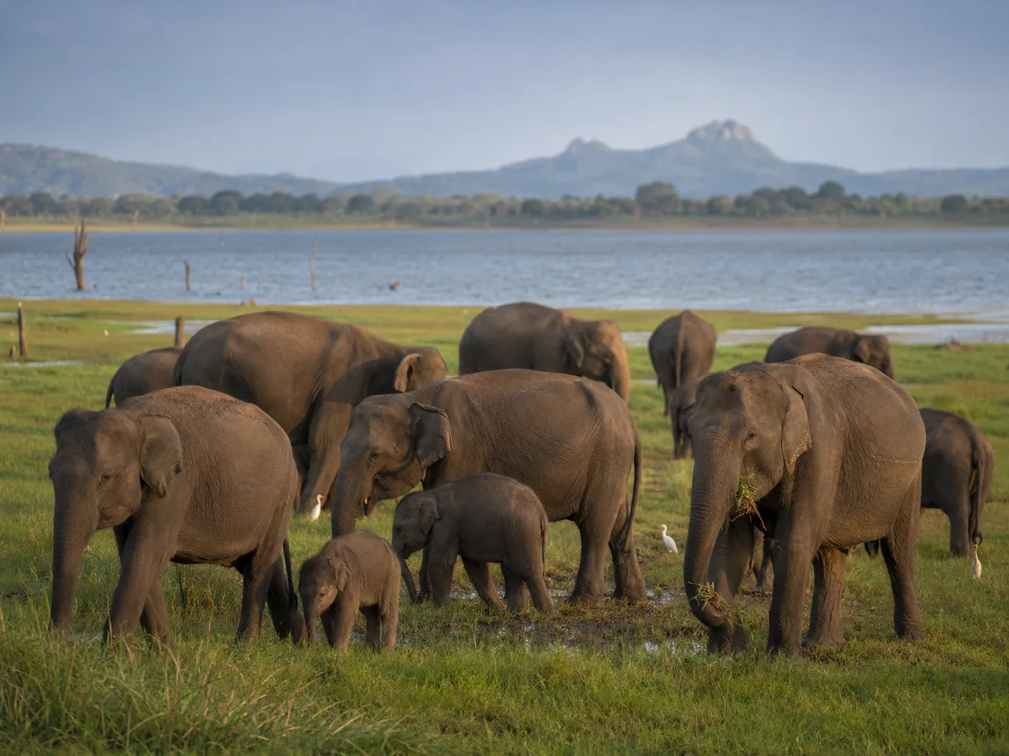 Elephant herd with calves beside Minneriya reservoir