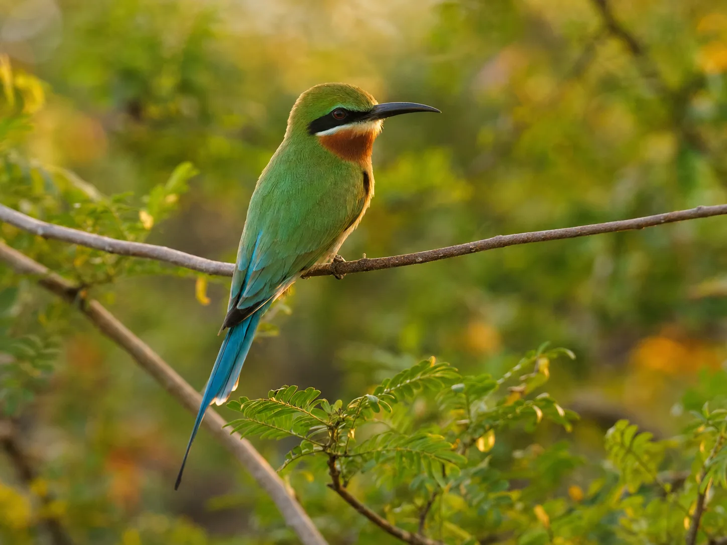 Blue-tailed bee-eater perched in Yala habitat