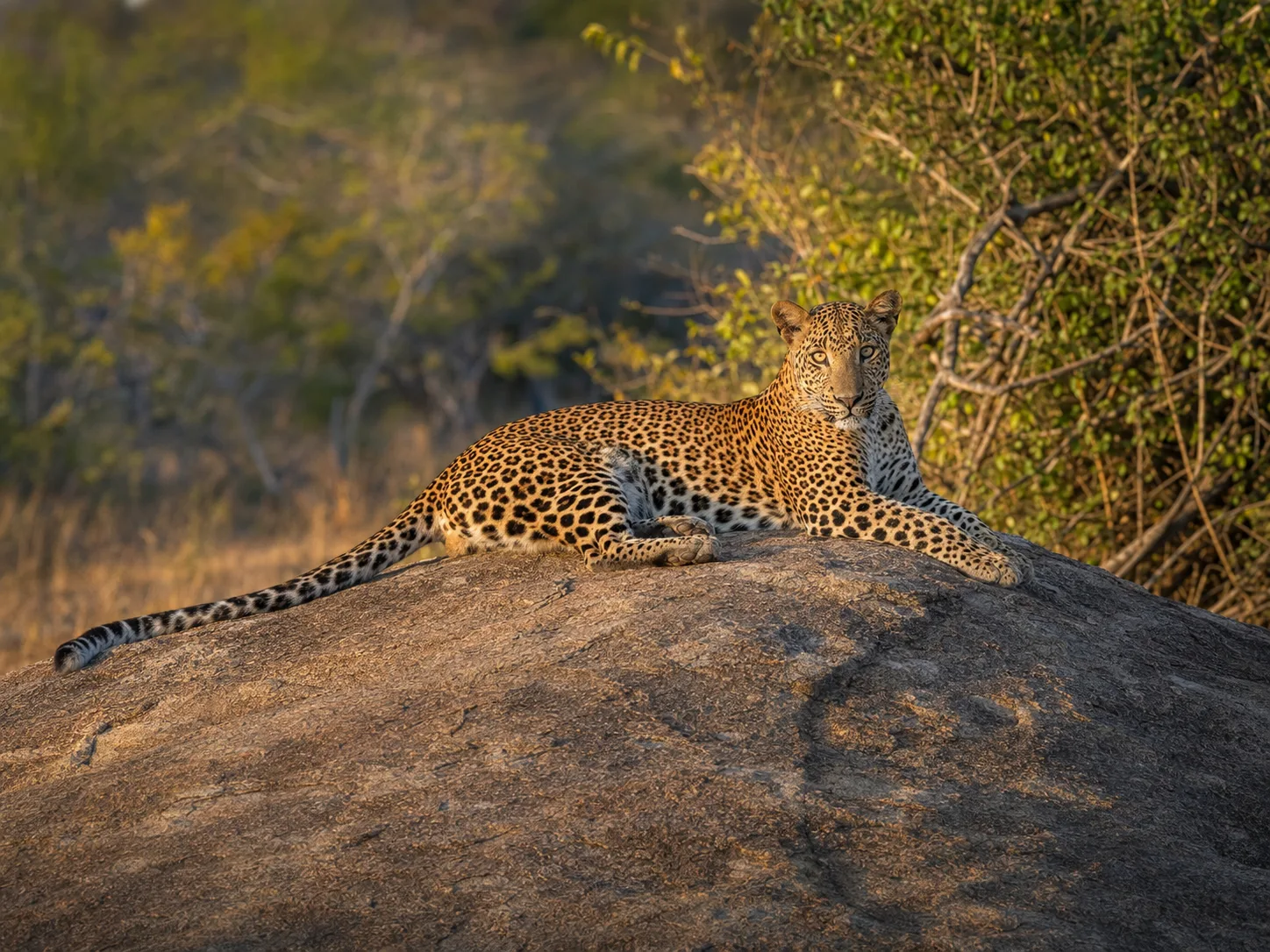 Sri Lankan leopard resting on granite in Yala